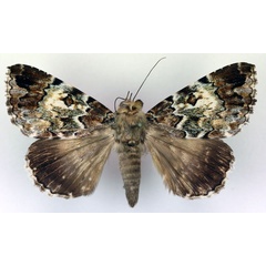 /filer/webapps/moths/media/images/M/maeandrica_Tolna_A_RMCA.jpg