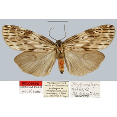 /filer/webapps/moths/media/images/C/colorata_Phryganopteryx_HT_MNHN.jpg
