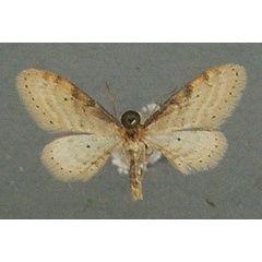 /filer/webapps/moths/media/images/P/punctigera_Idaea_AM_TMSA_01.jpg