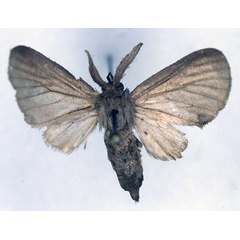 /filer/webapps/moths/media/images/G/grisescens_Apisa_PT_RBINS_01.jpg