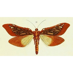 /filer/webapps/moths/media/images/V/venus_Leto_Cramer3_286_D.jpg
