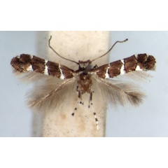 /filer/webapps/moths/media/images/P/pavoniae_Phyllonorycter_AM_RMCA.jpg