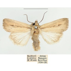 /filer/webapps/moths/media/images/I/intestata_Vietteania_AM_BMNH_01.jpg
