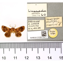 /filer/webapps/moths/media/images/D/deleter_Trogocrada_PTM_BMNH.jpg