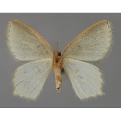 /filer/webapps/moths/media/images/P/perversa_Lathochlora_A_ZSM_02.jpg