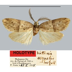 /filer/webapps/moths/media/images/A/aequalis_Viettesia_HT_MNHN.jpg