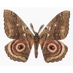 /filer/webapps/moths/media/images/N/nigra_Gynanisa_AM_Basquina.jpg