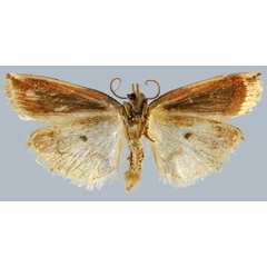 /filer/webapps/moths/media/images/P/perrieri_Maliattha_HT_MNHNb.jpg