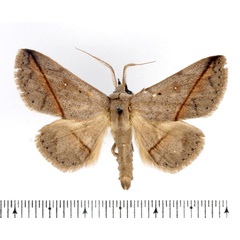/filer/webapps/moths/media/images/A/amaponda_Ugia_AM_BMNH_02.jpg