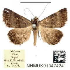 /filer/webapps/moths/media/images/N/namacensis_Acantholipes_AM_BMNH.jpg