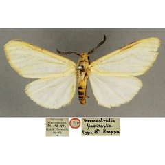 /filer/webapps/moths/media/images/F/flavicosta_Amsacta_HT_BMNH.jpg