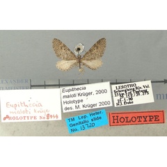 /filer/webapps/moths/media/images/M/maloti_Eupithecia_HT_TMSA.jpg