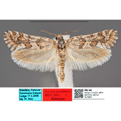 /filer/webapps/moths/media/images/A/autumnaria_Kariosa_HT_MfNa.jpg