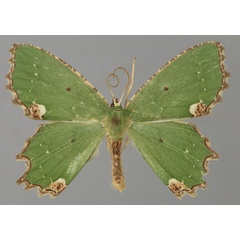 /filer/webapps/moths/media/images/T/torniflorata_Bathycolpodes_A_ZSM_01.jpg