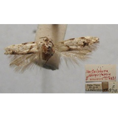 /filer/webapps/moths/media/images/O/obliquifascia_Neotelphusa_HT_TMSA.jpg