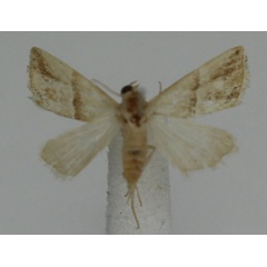 /filer/webapps/moths/media/images/P/parva_Eublemma_A_JMonks_02.jpg