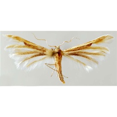 /filer/webapps/moths/media/images/K/katerina_Hellinsia_HT_BMNH.jpg