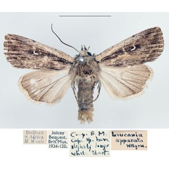 /filer/webapps/moths/media/images/A/apparata_Mythimna_AM_BMNH_01.jpg
