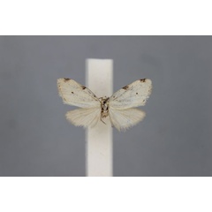 /filer/webapps/moths/media/images/C/costimacula_Nola_HT_BMNH.jpg