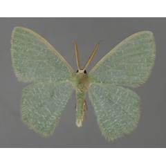/filer/webapps/moths/media/images/E/eucela_Chlorocoma_A_ZSM_01.jpg