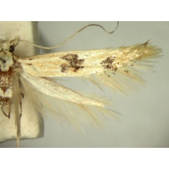 /filer/webapps/moths/media/images/A/astragalis_Porotica_HT868_TMSA_02.jpg