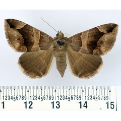 /filer/webapps/moths/media/images/A/arcifera_Bastilla_AF_BMNH.jpg