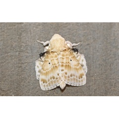 /filer/webapps/moths/media/images/M/magna_Eucraera_A_Voaden_01.jpg