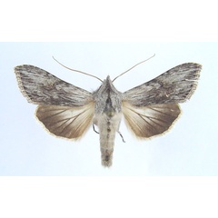 /filer/webapps/moths/media/images/P/pittawayi_Cucullia_AF_Legrain.jpg