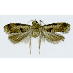 /filer/webapps/moths/media/images/P/pholicosta_Stenentoma_HT_ZMJU.jpg