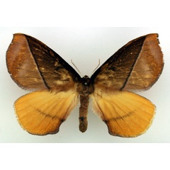 /filer/webapps/moths/media/images/C/cosima_Epijana_AF_Basquin.jpg