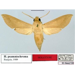 /filer/webapps/moths/media/images/P/psammochroma_Hippotion_HT_Basquin.jpg
