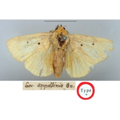 /filer/webapps/moths/media/images/A/appollinis_Leocyma_ST_BMNH.jpg