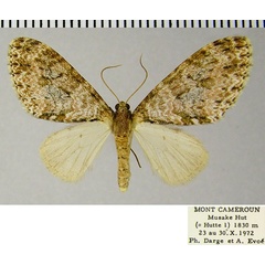 /filer/webapps/moths/media/images/S/stulta_Lobidiopteryx_AF_ZSM_01.jpg