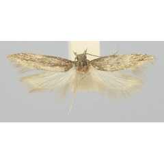 /filer/webapps/moths/media/images/N/nomias_Scrobipalpa_AM_TMSA.jpg