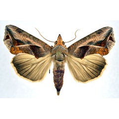 /filer/webapps/moths/media/images/E/emarginata_Oraesia_A_NHMO.jpg