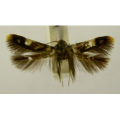 /filer/webapps/moths/media/images/L/lychnacma_Stathmopoda_HT236_TMSA_01.jpg