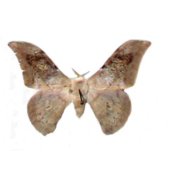 /filer/webapps/moths/media/images/A/andreasum_Orthogonioptilum_HT_MNHN.jpg