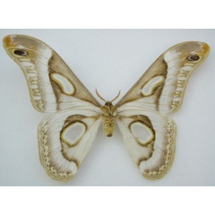 /filer/webapps/moths/media/images/I/ileshana_Epiphora_HT_NHMUKb.jpg