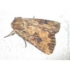 /filer/webapps/moths/media/images/B/borbonensis_Leucania_A_Bippus_01.jpg