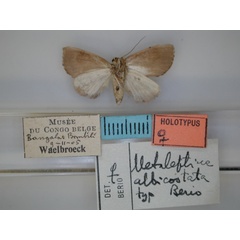 /filer/webapps/moths/media/images/A/albicostata_Metaleptina_HT_RMCA_02.jpg