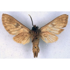 /filer/webapps/moths/media/images/S/septentrionalis_Hippurarctia_HT_BMNH_02.jpg