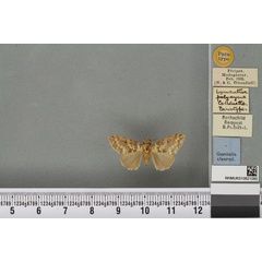 /filer/webapps/moths/media/images/P/polycyma_Lymantria_PTM_BMNH_01a.jpg