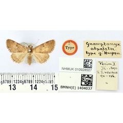 /filer/webapps/moths/media/images/O/obsoleta_Gnamptonyx_HT_BMNH.jpg