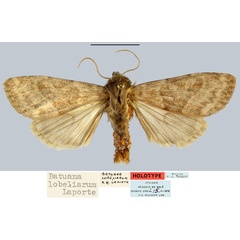 /filer/webapps/moths/media/images/L/lobeliarum_Batuana_HT_MNHN.jpg