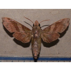 /filer/webapps/moths/media/images/F/fumosa_Temnora_A_Goff_01.jpg