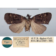 /filer/webapps/moths/media/images/M/melanopa_Ethiopica_HT_BMNH.jpg