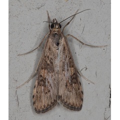 /filer/webapps/moths/media/images/N/noctuella_Nomophila_A_Heynsa.jpg