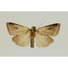 /filer/webapps/moths/media/images/A/annulus_Micraxylia_AM_RMCA.jpg