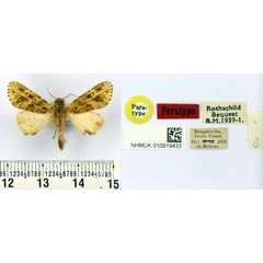 /filer/webapps/moths/media/images/M/meloui_Nyodes_PT_BMNH.jpg