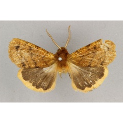/filer/webapps/moths/media/images/M/metamelaena_Carcinarctia_HT_BMNH.jpg